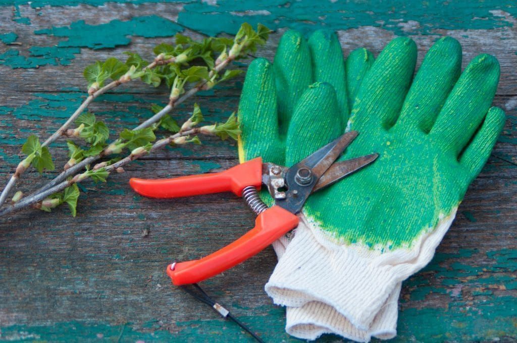 pruning shears