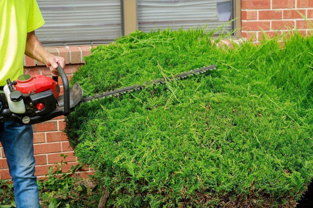 The right hedge trimmer